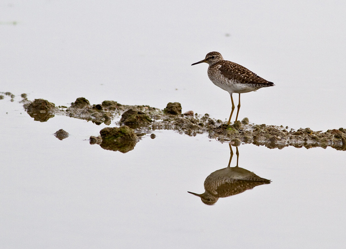 Piro piro boschereccio