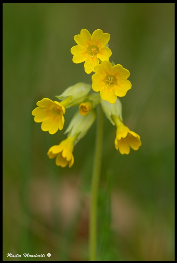 Primula veris
