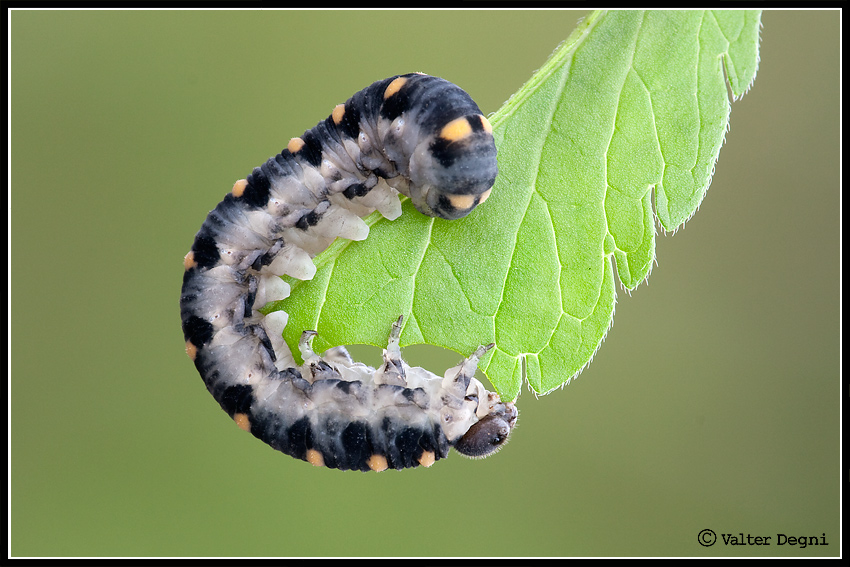 Canon 100-400 + lente add. Canon 500D