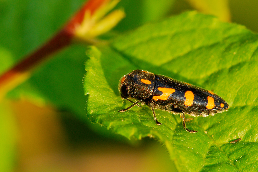 Cicadella all'ultimo sole