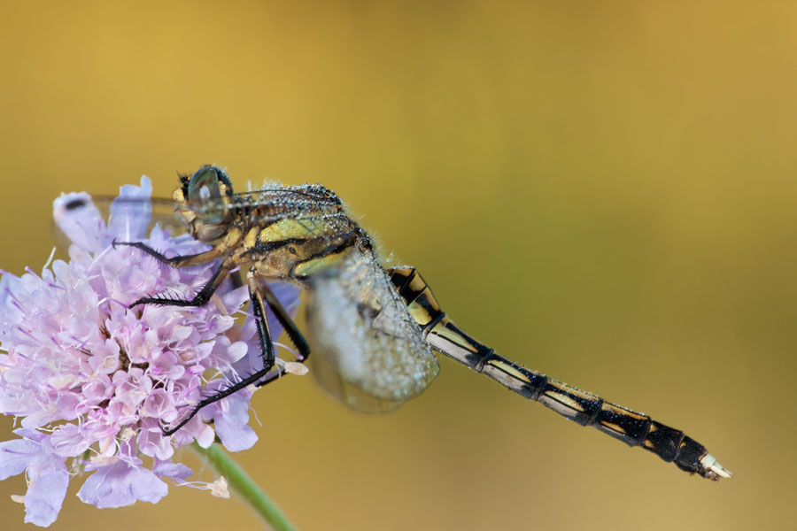 Orthetrum albistylum