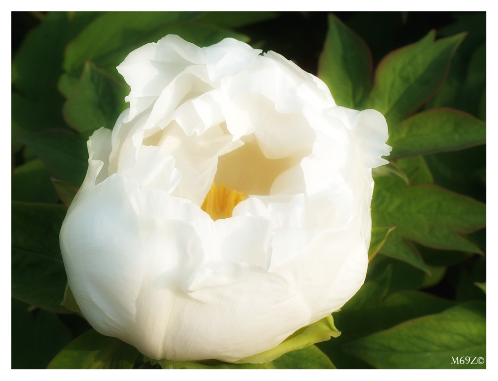 Candida peonia bianca