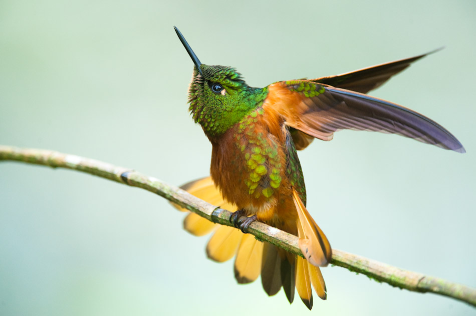 colibri