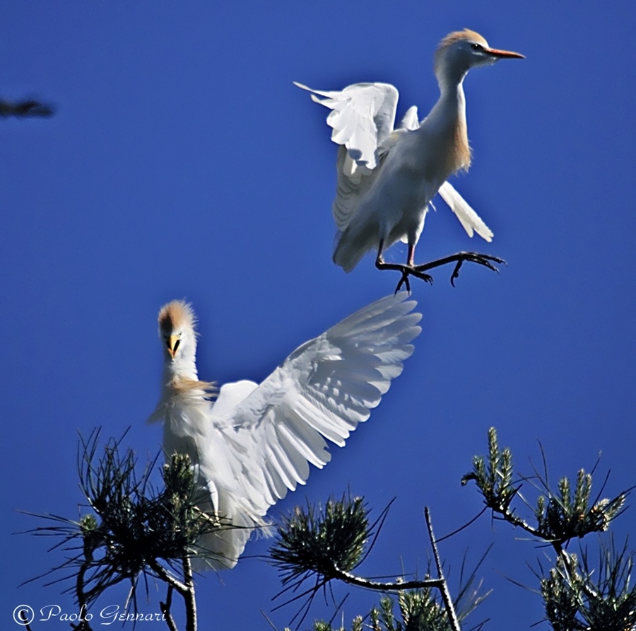 sulle cime degli alberi
