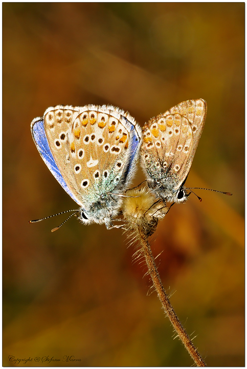 Due Licenidi innamorate ..