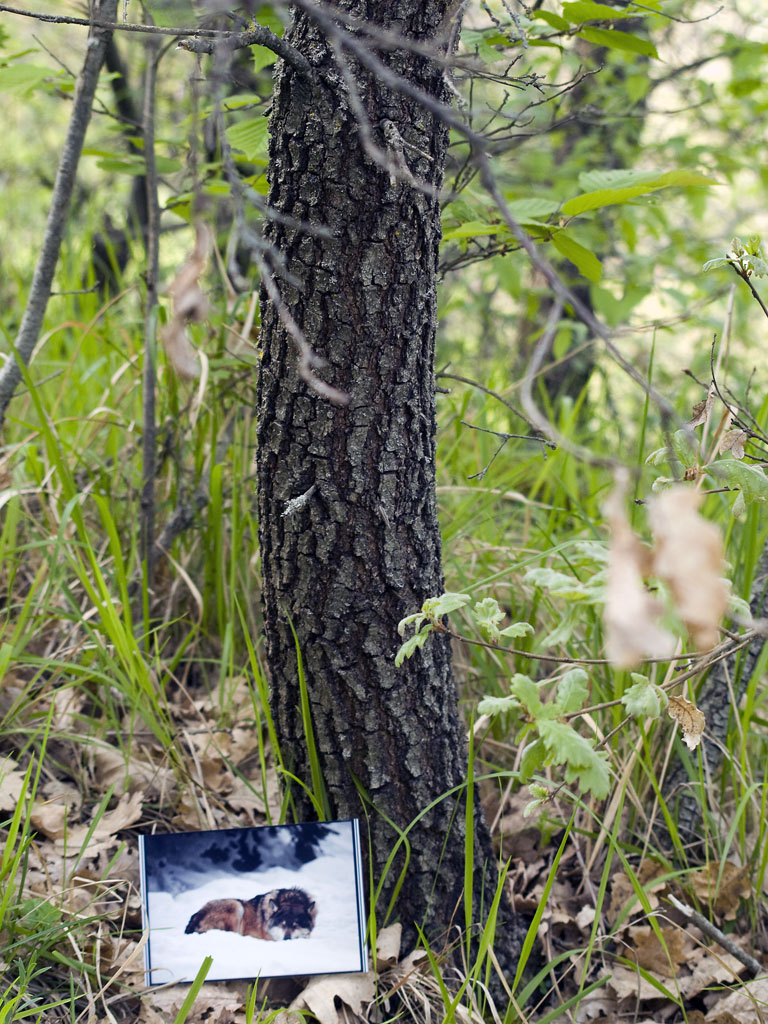 Lupo #25 - La serie continua..