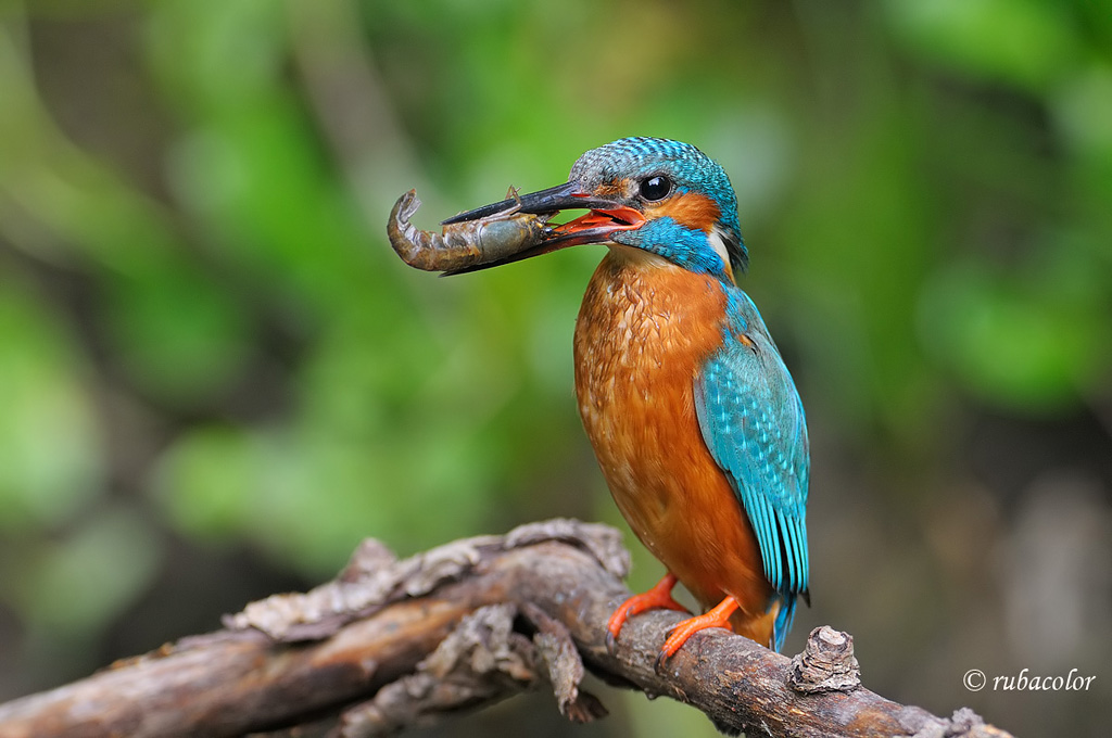 Non solo pesce per il martino