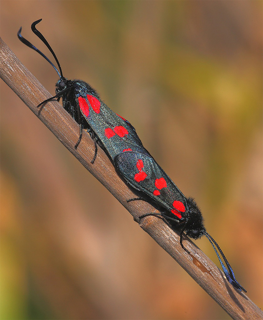 ...Effetto Primavera...!!!