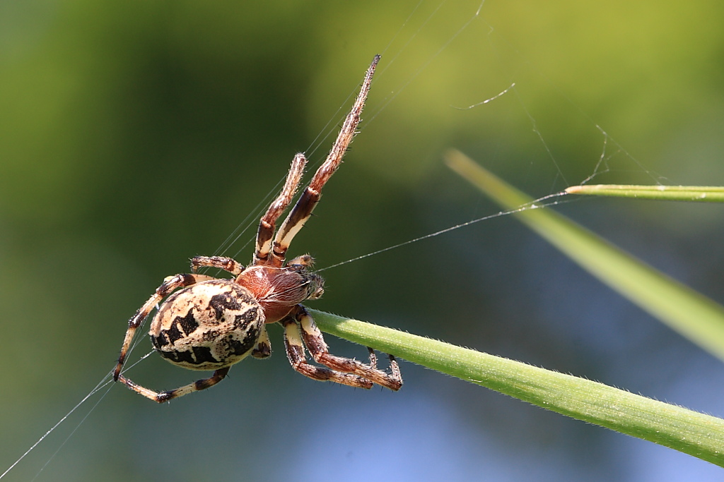 Ragno(Larinioides sp.)