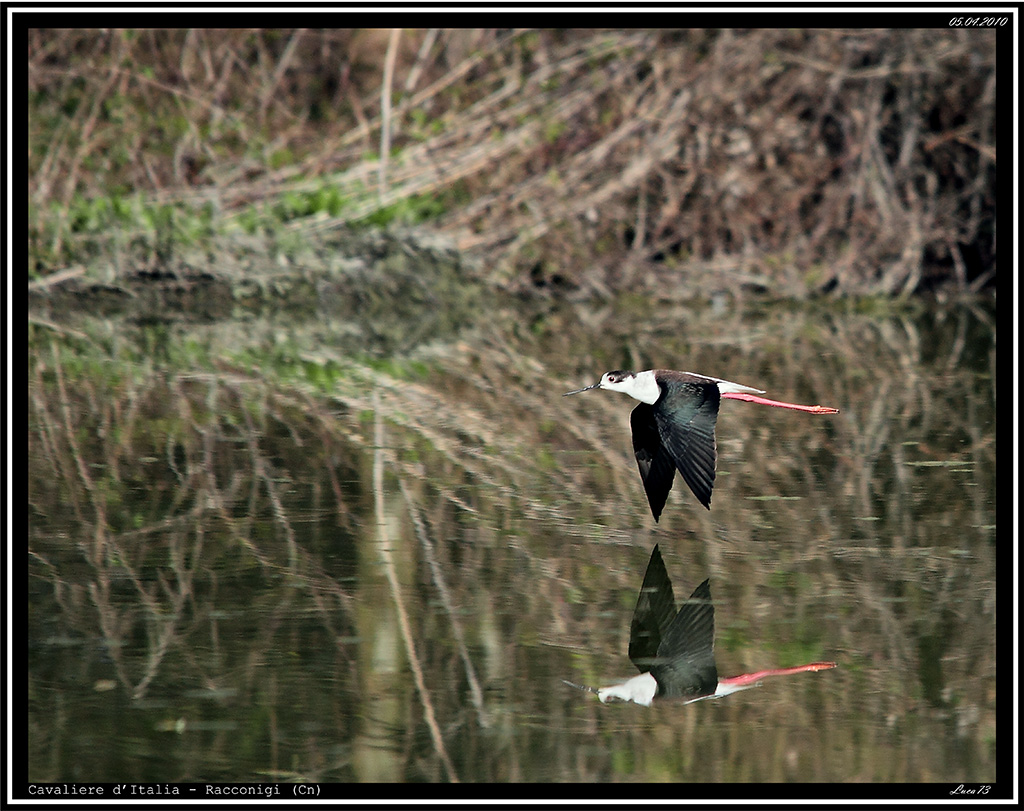 Cavaliere d'Italia # 2