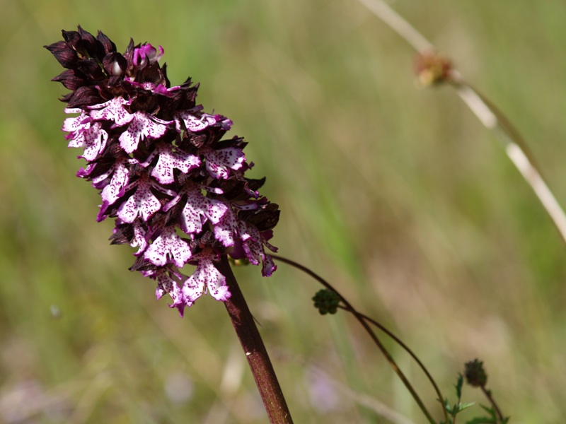 Fiore particolare...