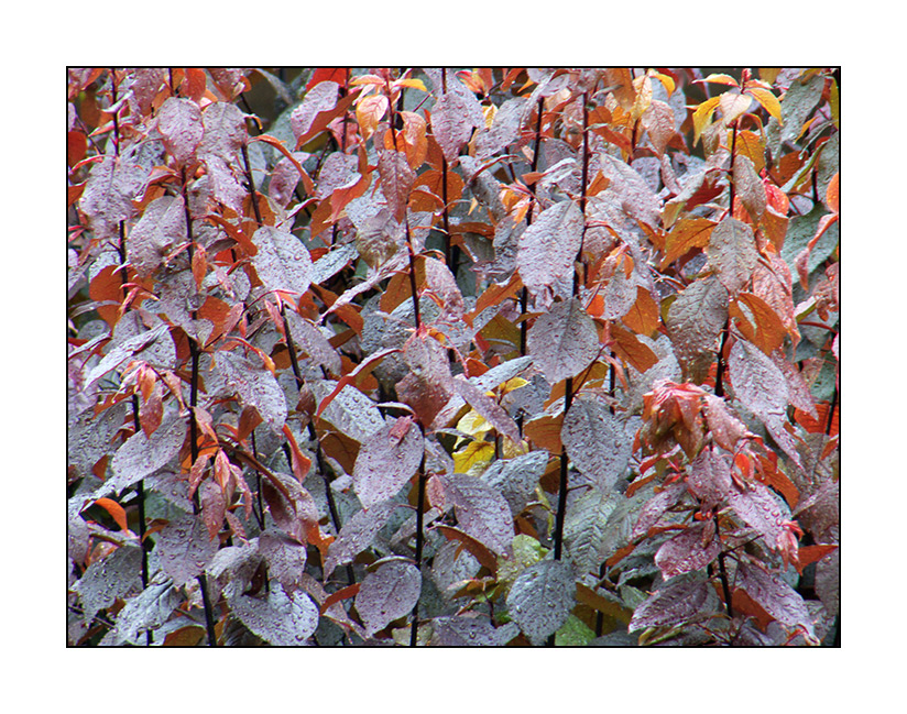 Primavera di foglie bagnate