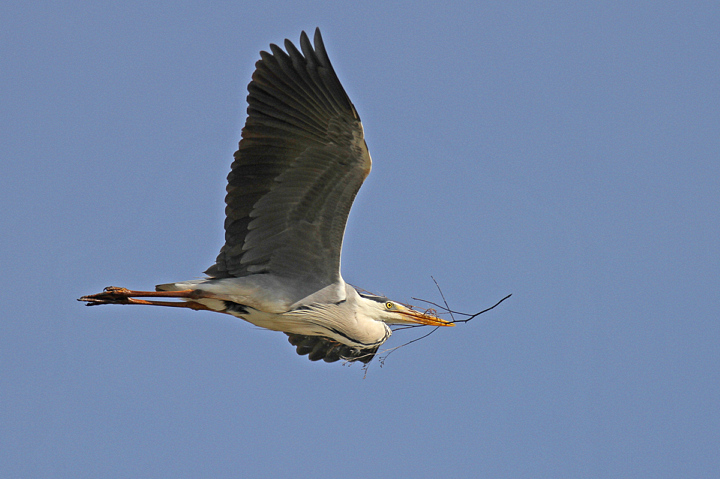 NIDIFICAZIONE........