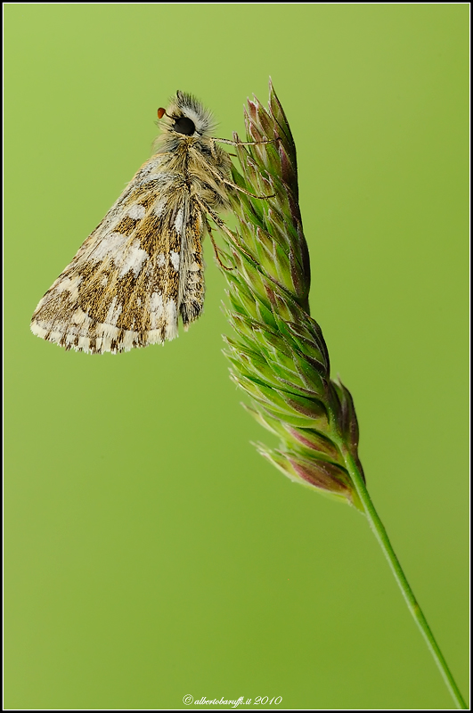 Hesperiidae Pyrgus malvoides