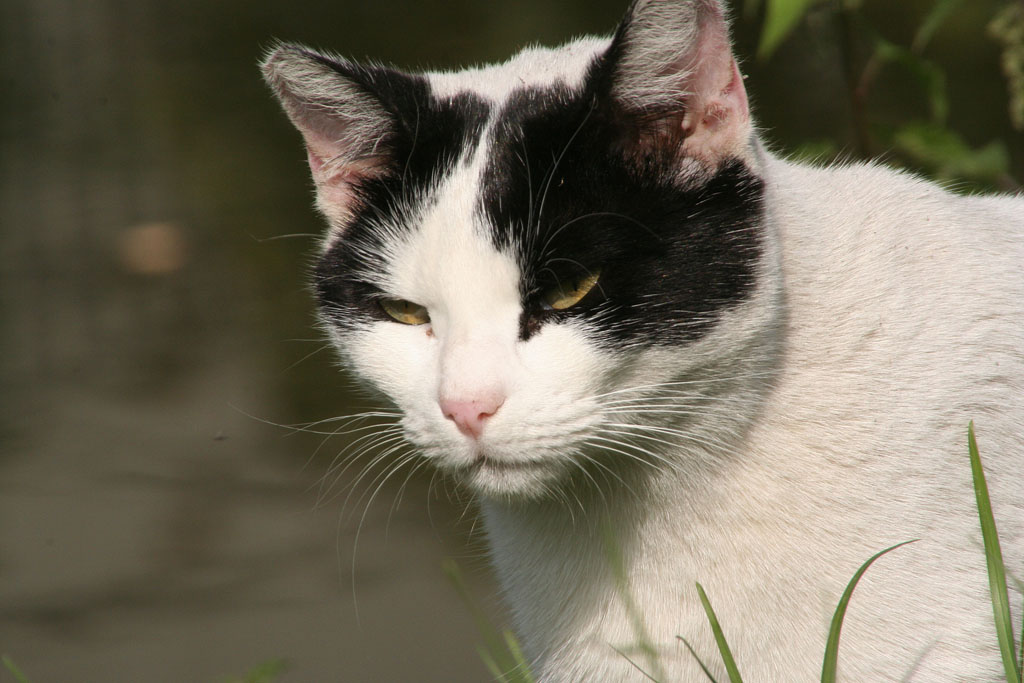 Gatto con maschera contrasto