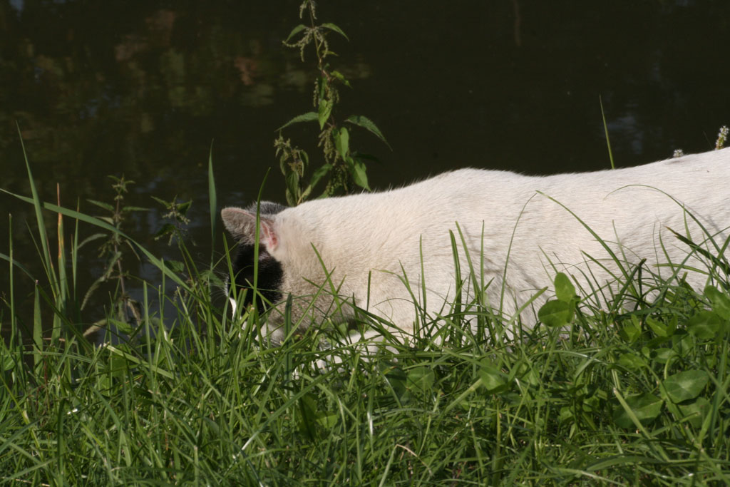 Gatto che si � stufato di fare da modello