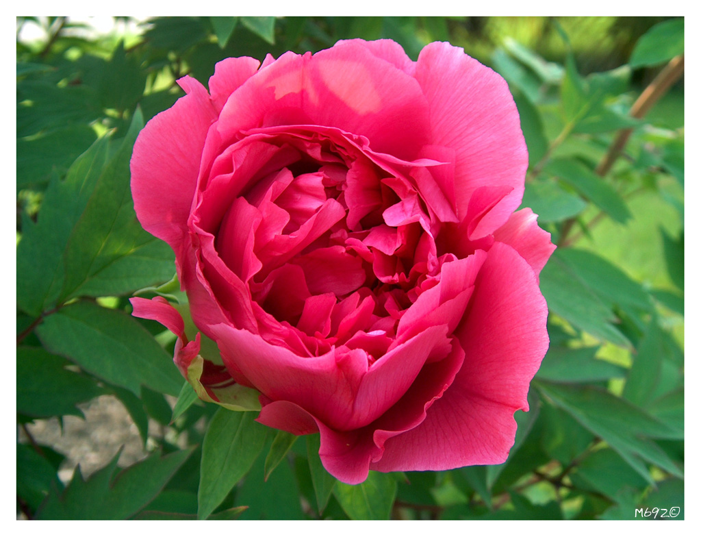 Peonia fucsia solitaria