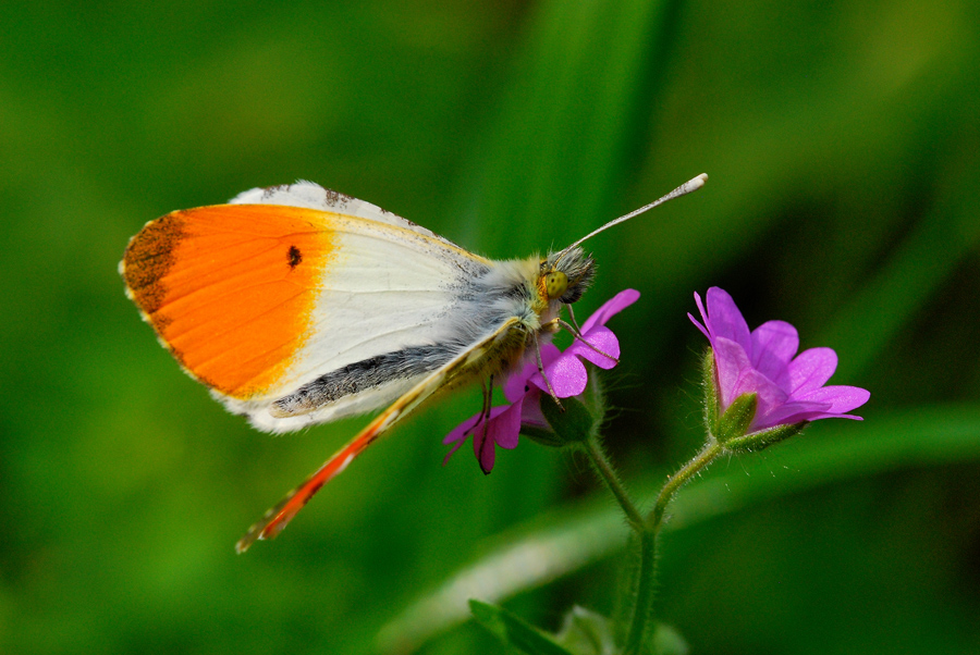 Anthocharis cardamines