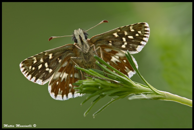 Chi c'� li sotto??