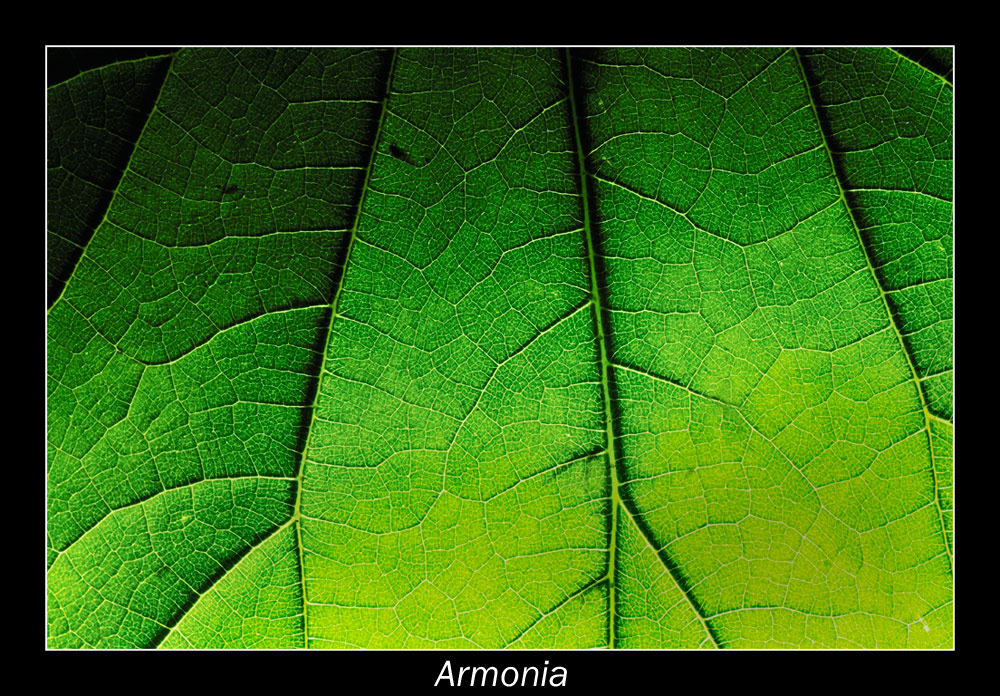 Armonia
