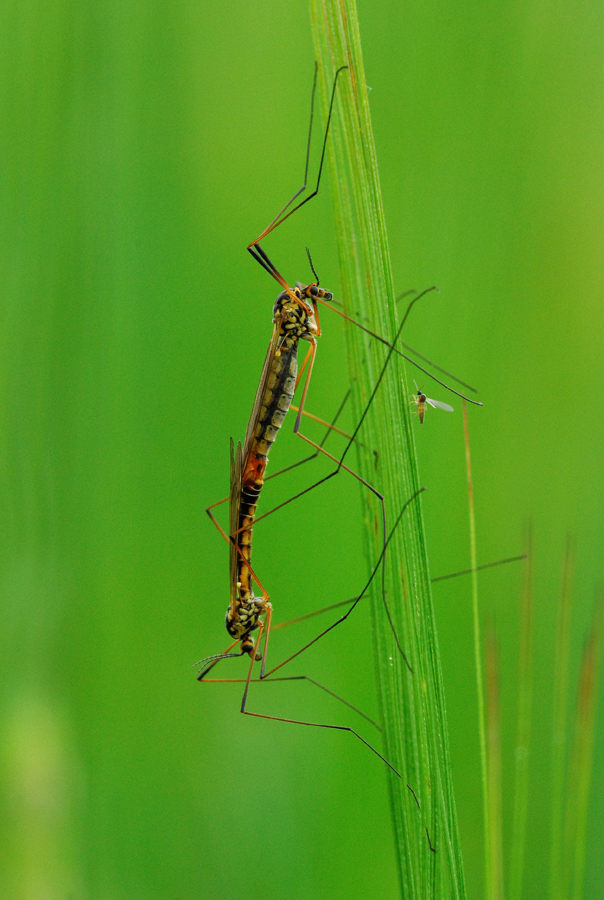 Tipule in accoppiamento