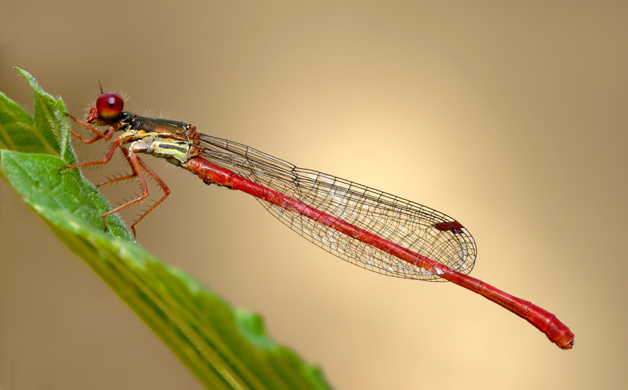 Damigella rossa (Ceriagrion tenellum)