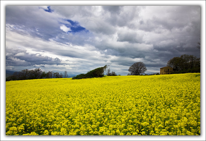 giallooooooooooooooo