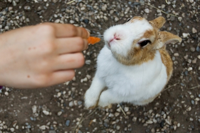 Mangia che � buono mangia!