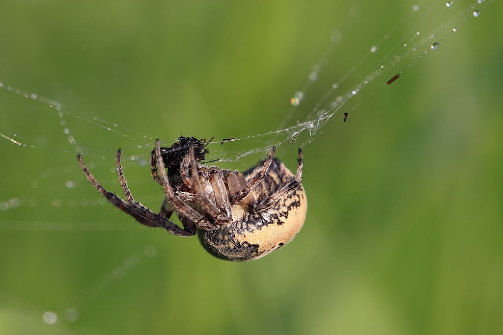 Ragno(Larinioides sp.)e la sua preda