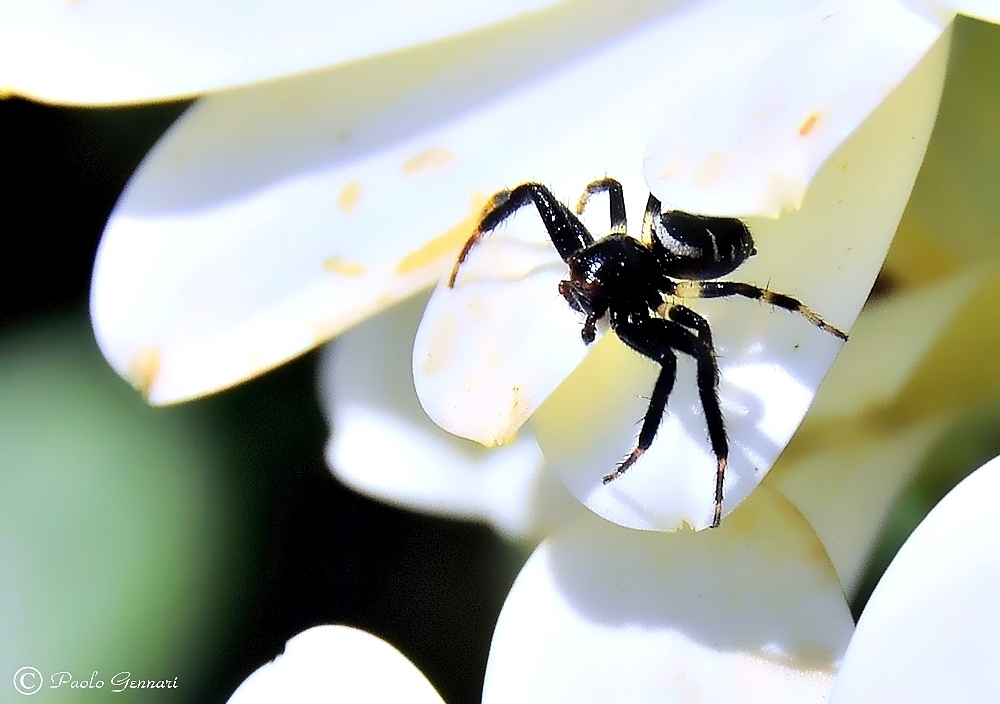 tra i petali delle margherite