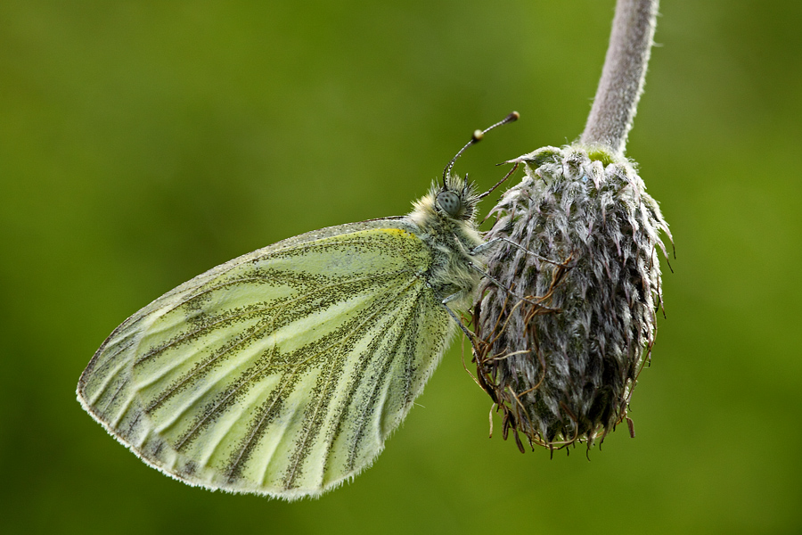 una semplice cavolaia....