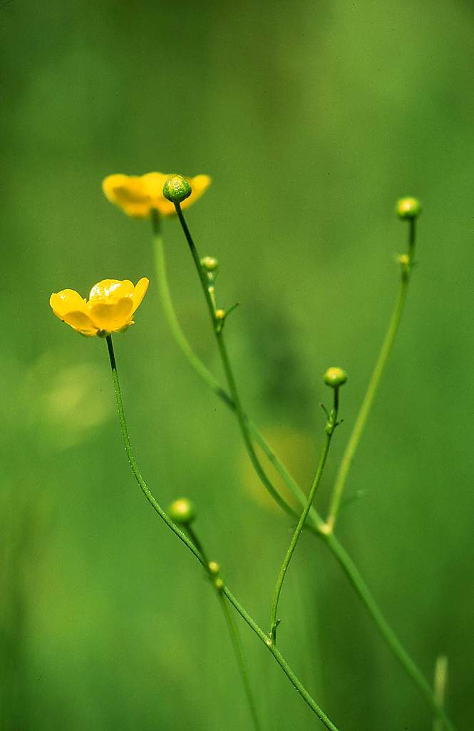 incroci e parallelismi