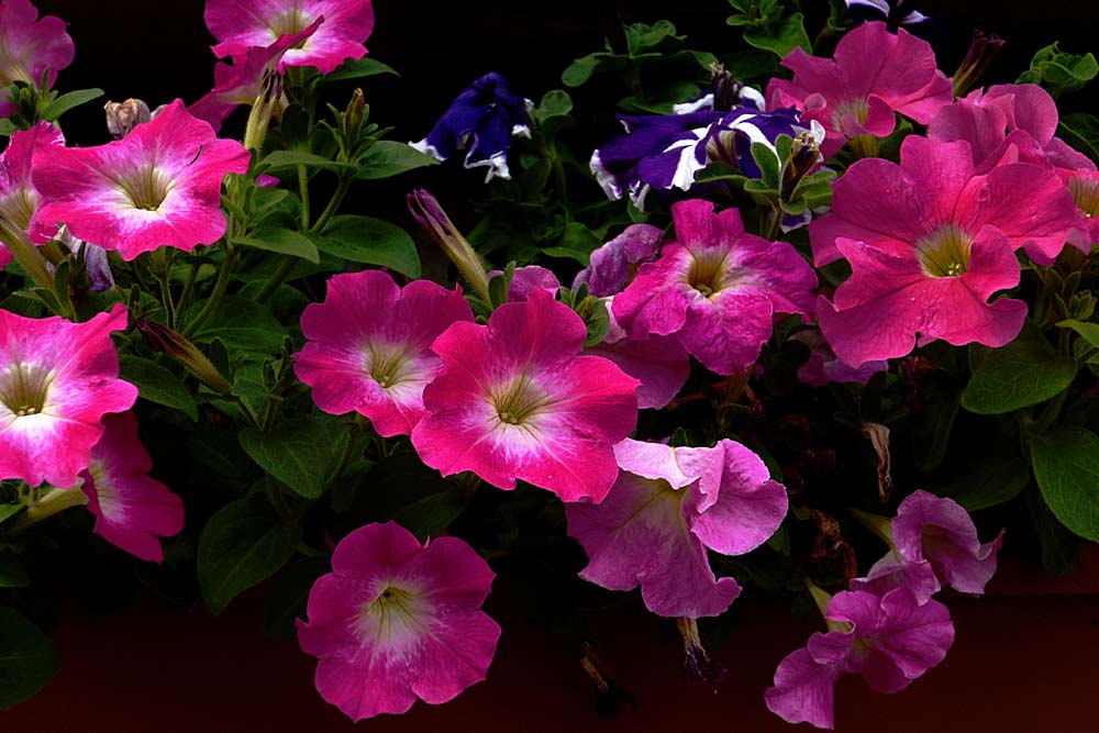 Surfinie di Valtellina