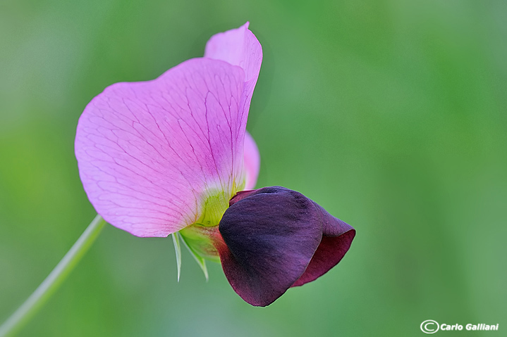 Lathyrus