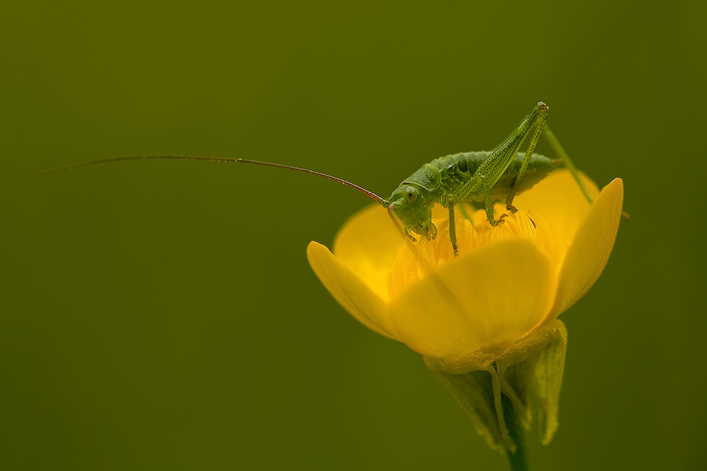 Tettigonia in giallo