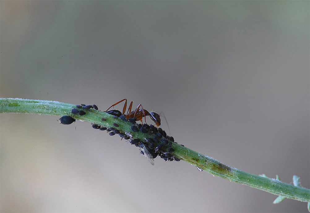 ...Amorevoli Cure...!!!