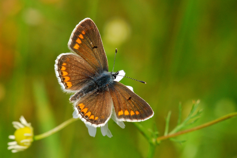 Licenide su camomilla