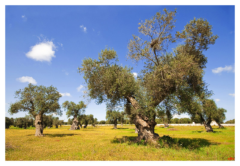 Olive grove