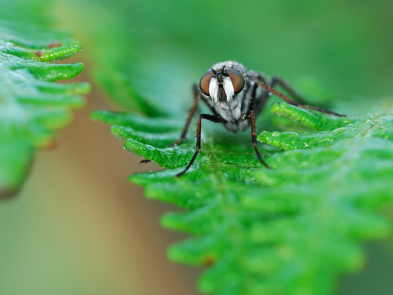 Predatore in agguato