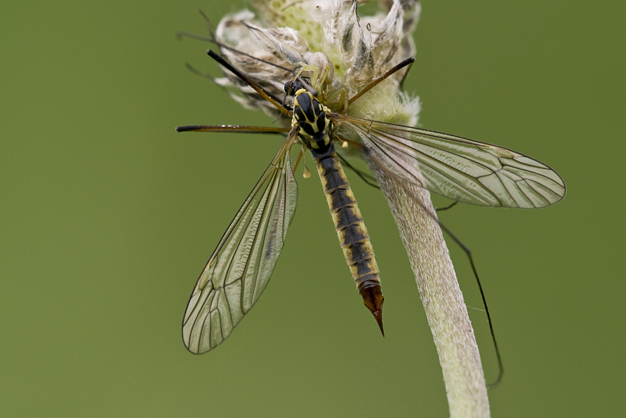 la legge del piu' forte..