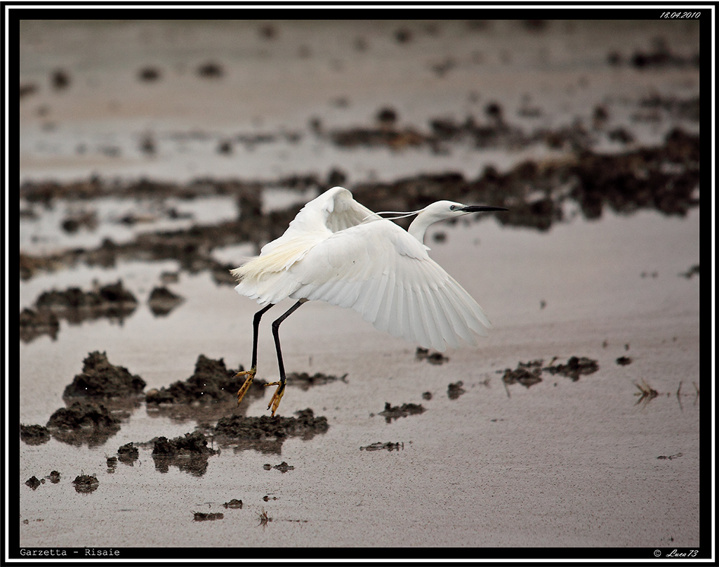 Garzetta # 1