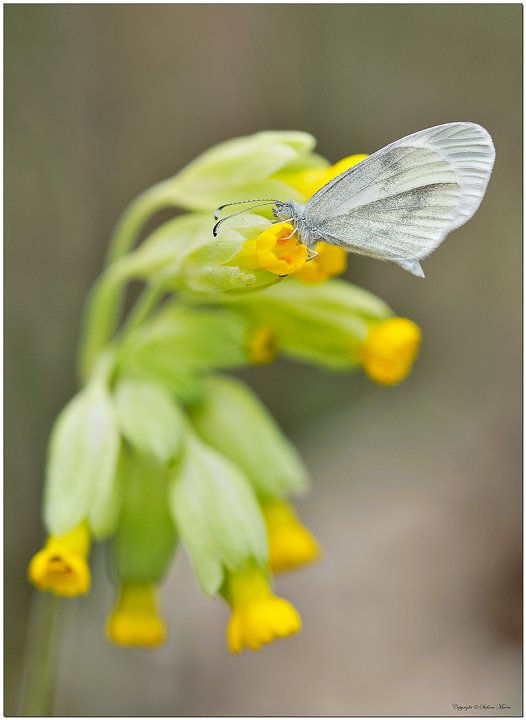 Pasquette con ospite