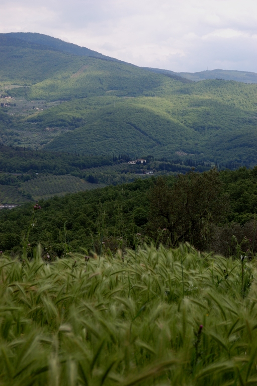 Paesaggio Carraia