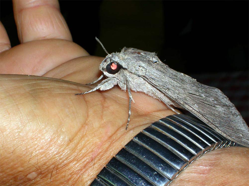 atterraggio di fortuna