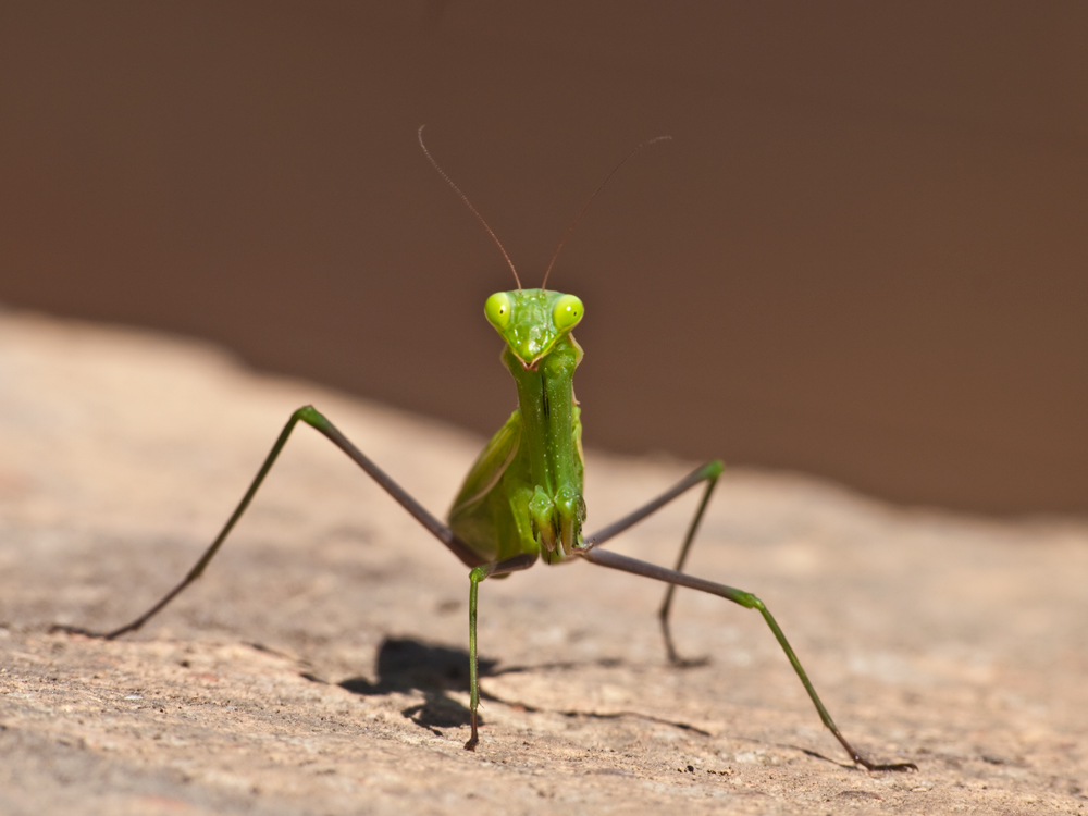 Mantide in passerella