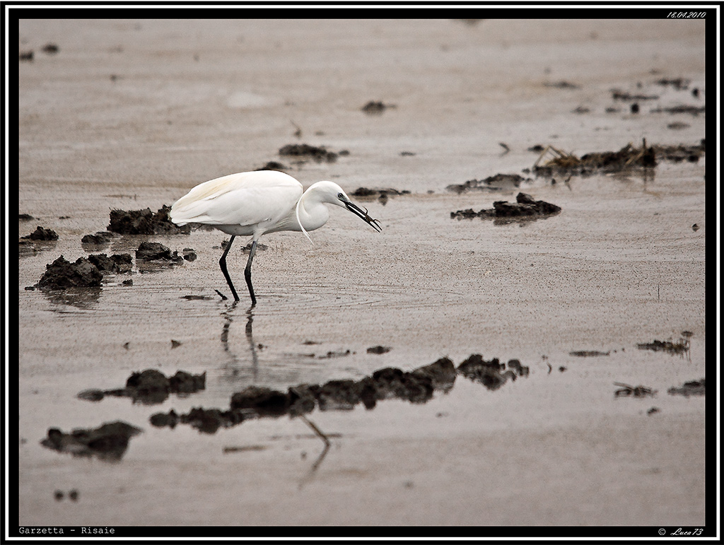 Garzetta # 2