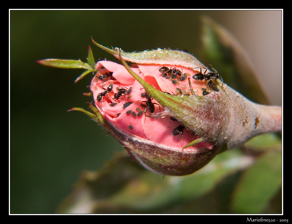 Rosellina indifesa...