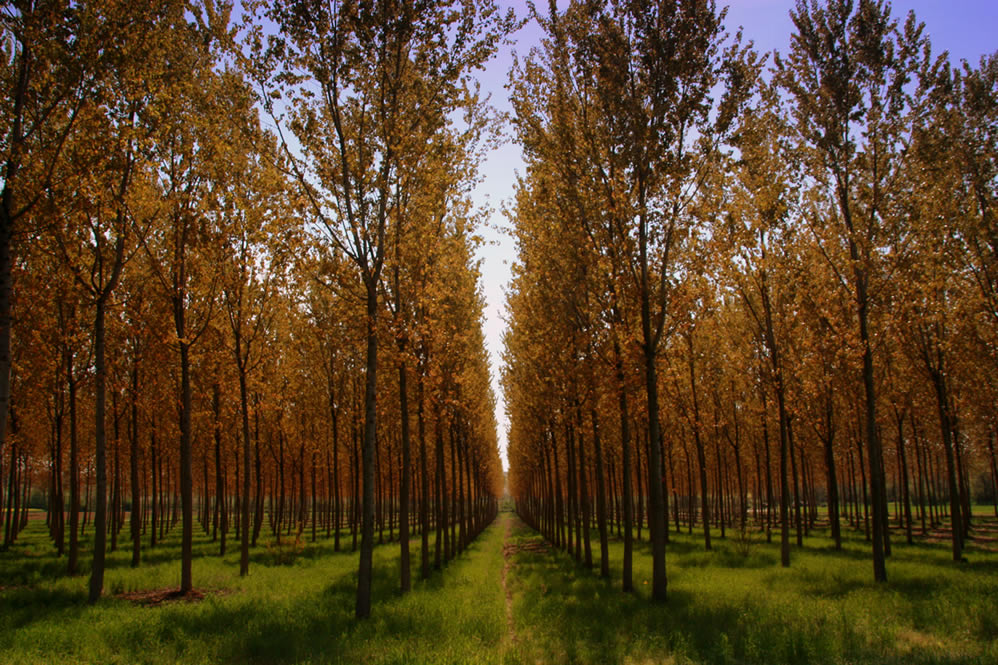 PARALLELISMI NATURALI