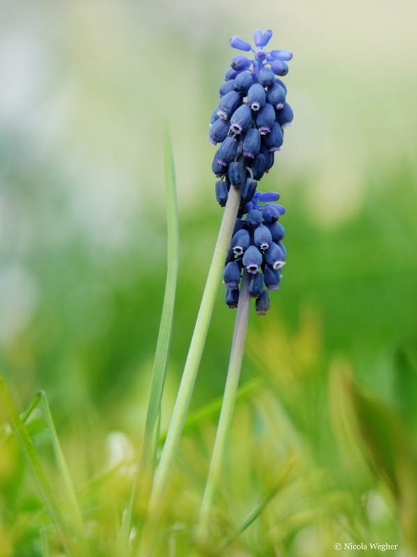 Muscari neglectum
