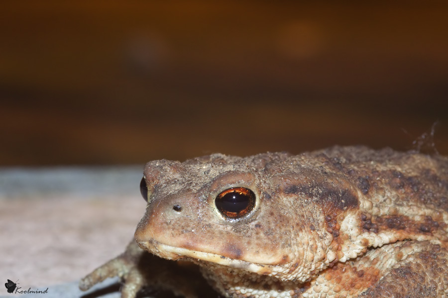 Futuro principe azzurro